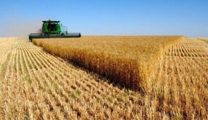 ايران تصدر محاصيل زراعية بقيمة تفوق 3 مليارات دولار